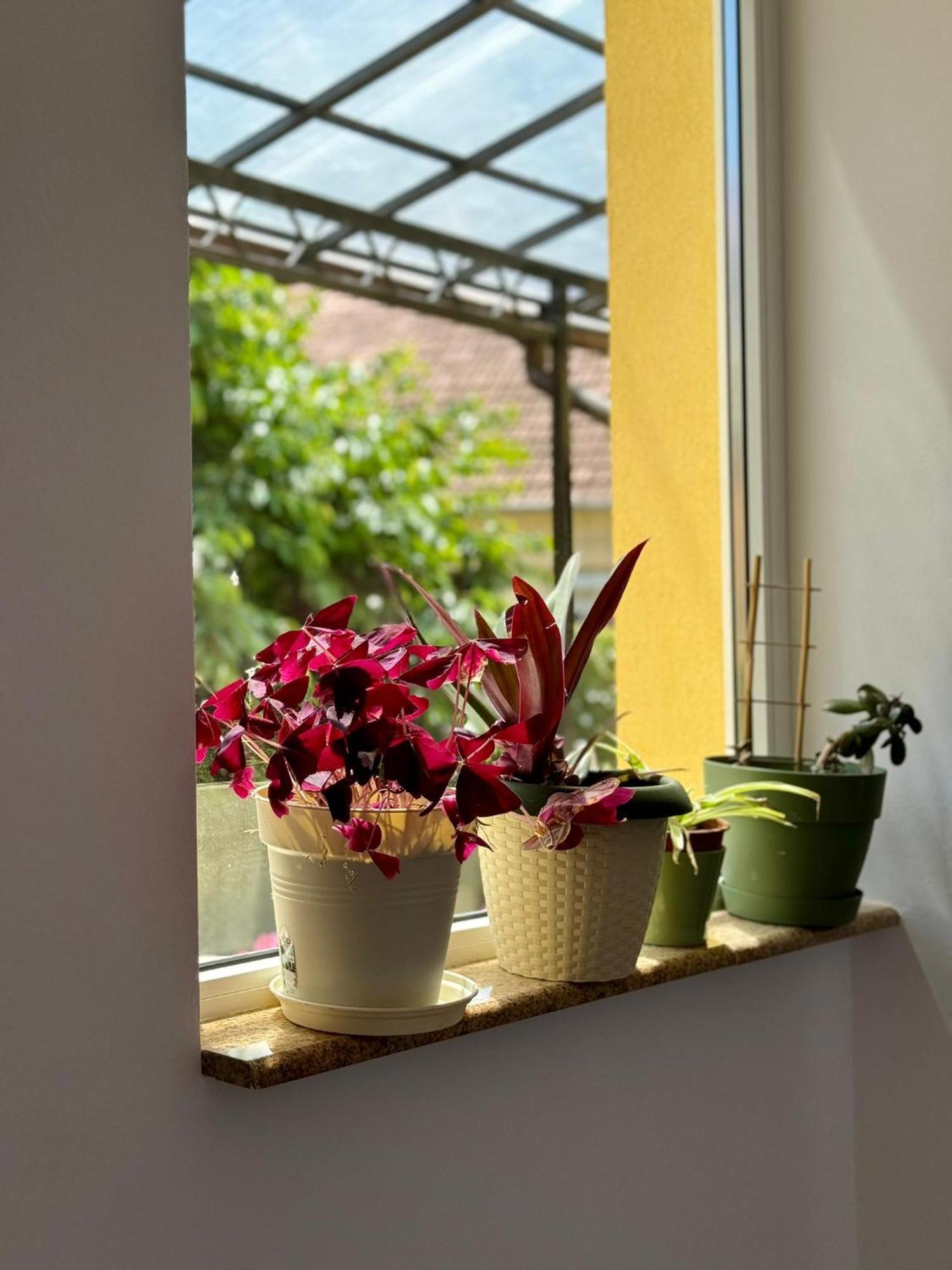 Apartament Victoria Τιμισοάρα Εξωτερικό φωτογραφία